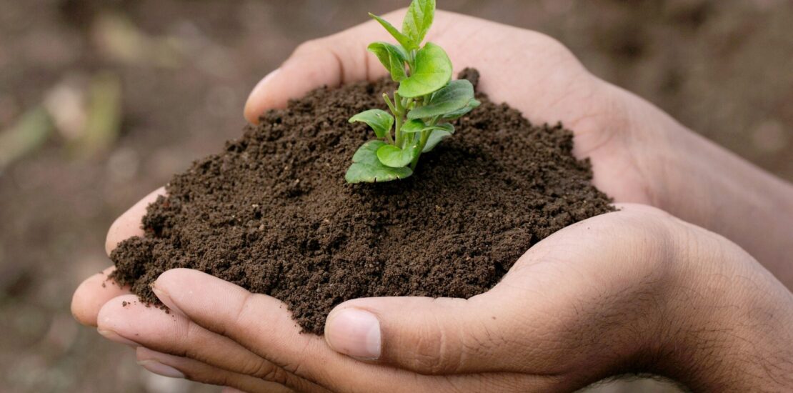 hand holding small tree for planting. concept green world., Immigrants,