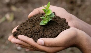 hand holding small tree for planting. concept green world., Immigrants,
